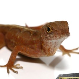 Red Chili Pepper Anole