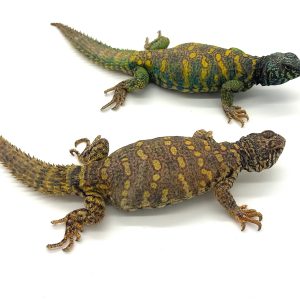 Adult Ornate Uromastyx Pair #2