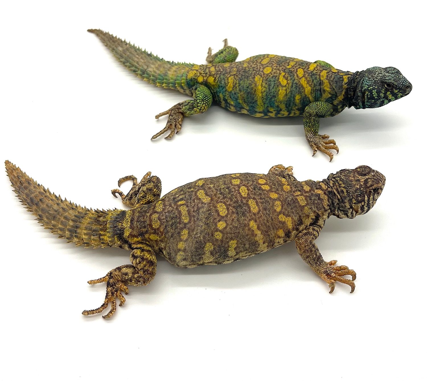 Adult Ornate Uromastyx Pair #2