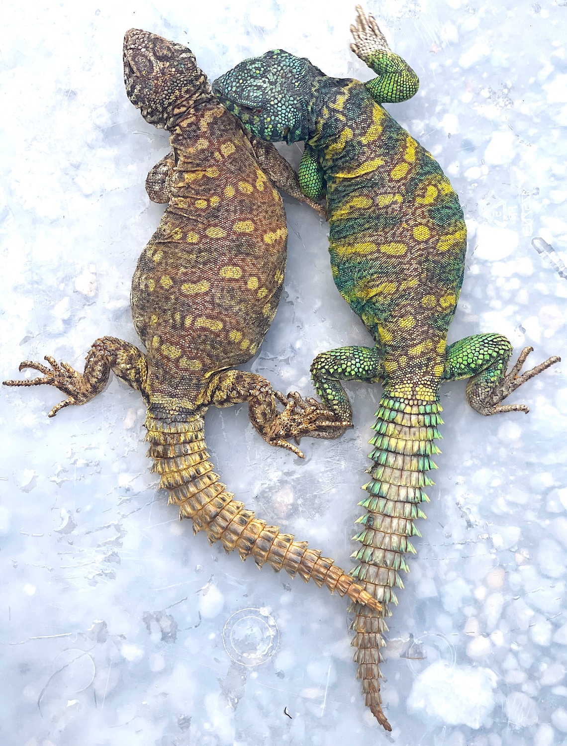 Adult Ornate Uromastyx Pair #2 - Image 2