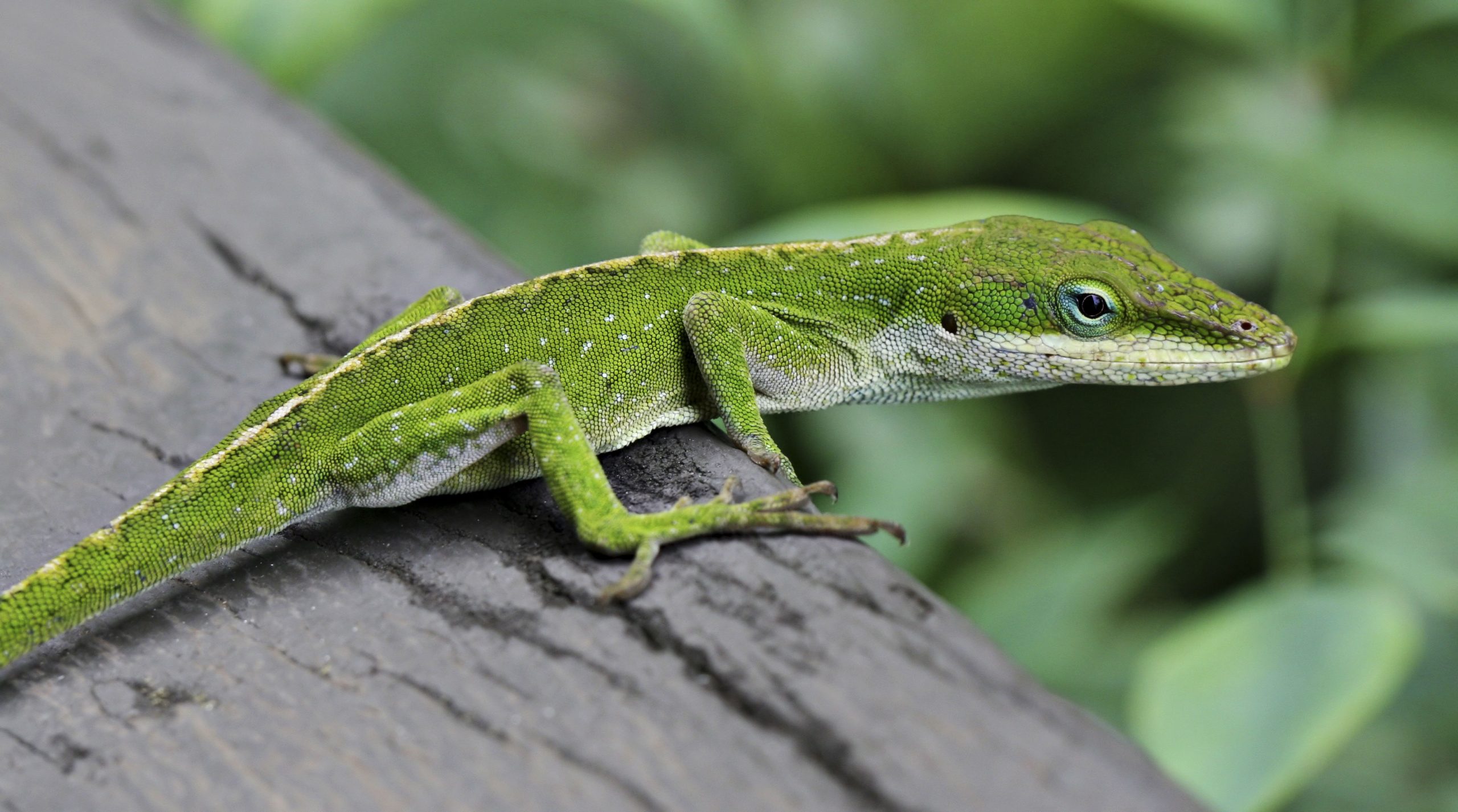 Blue Striped Green Anole Trio - Image 2