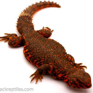 Red Uromastyx