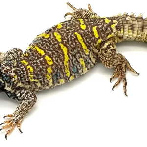 Sub-Adult Ornate Uromastyx