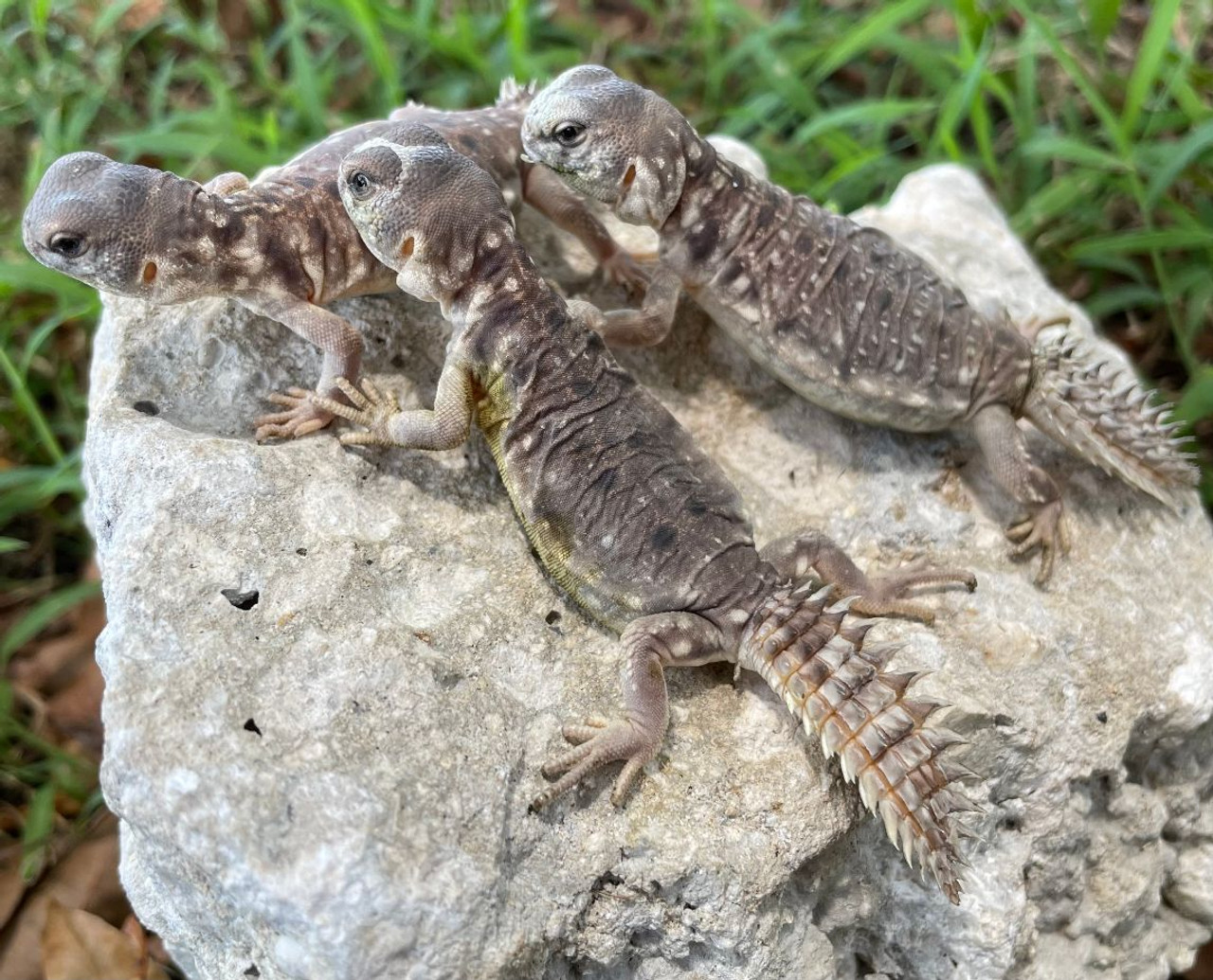 Uromastyx Princeps - Image 2