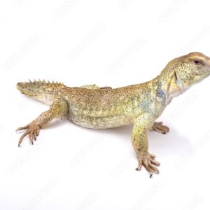 Uromastyx Princeps