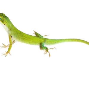 Blue Striped Green Anole Trio