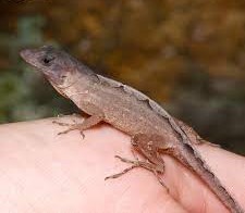 Scaleless Head Anole - Image 4