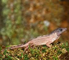 Scaleless Head Anole - Image 2