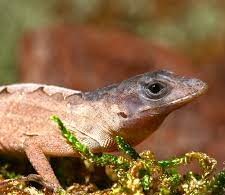 Scaleless Head Anole