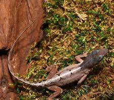 Scaleless Head Anole - Image 5