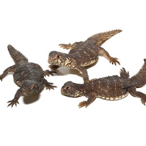 Baby Egyptian Uromastyx Trio