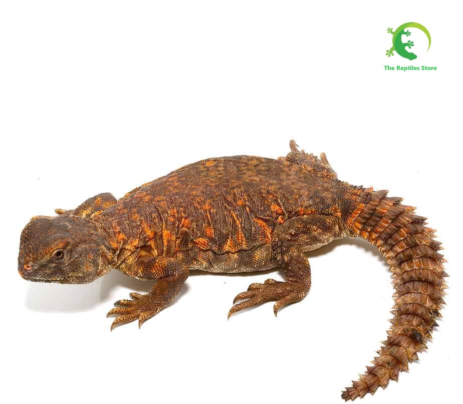 Baby Red Uromastyx - Image 2