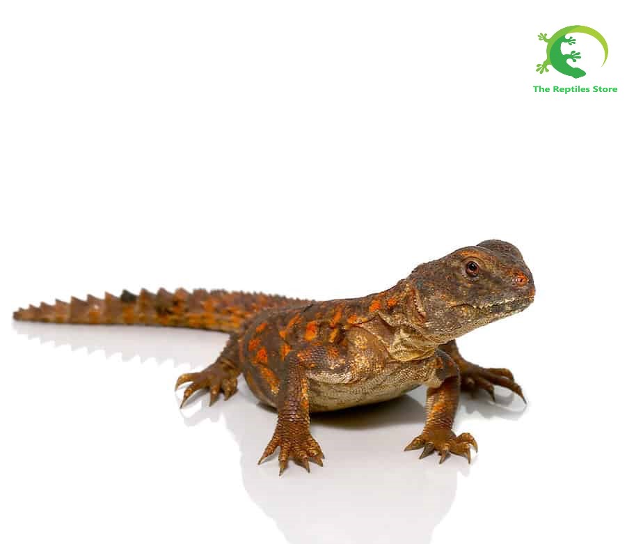 Baby Red Uromastyx - Image 3