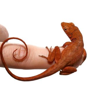 Cherry Anole
