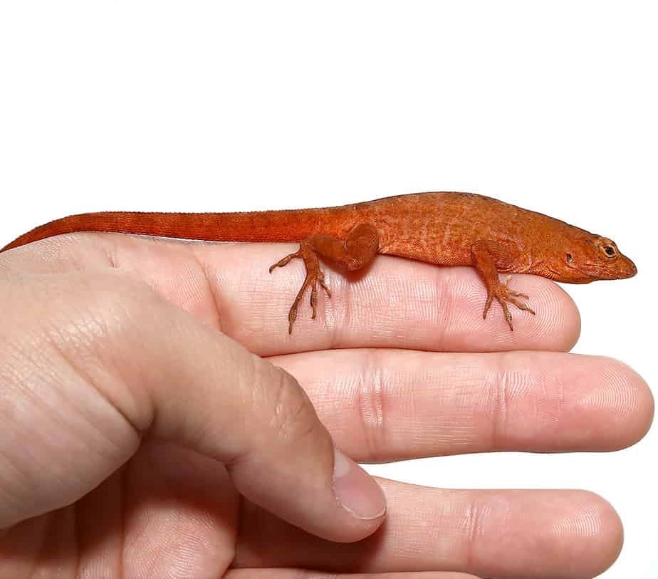 Cherry Anole - Image 2