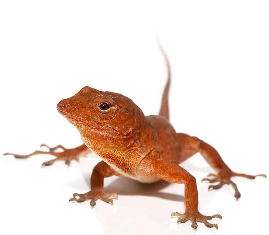 Cherry Anole - Image 3