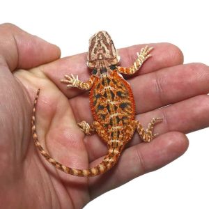 Baby Twin Flame Bearded Dragon