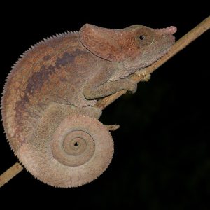 Short Horned Chameleon