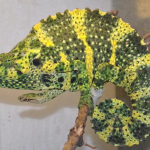Meller’s Chameleon