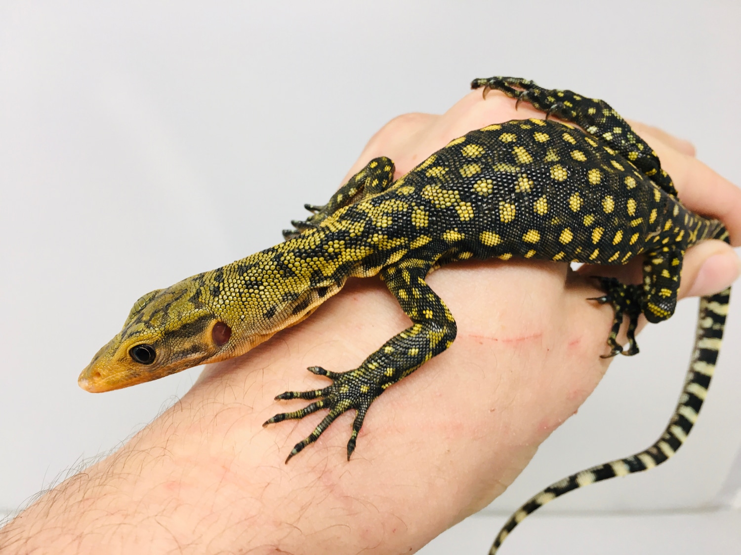 Baby Yellow Quince Monitor - Image 4
