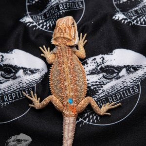 Adult Citrus Blue Bar Bearded Dragon
