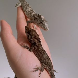 Baby Cuban False Chameleon Pair