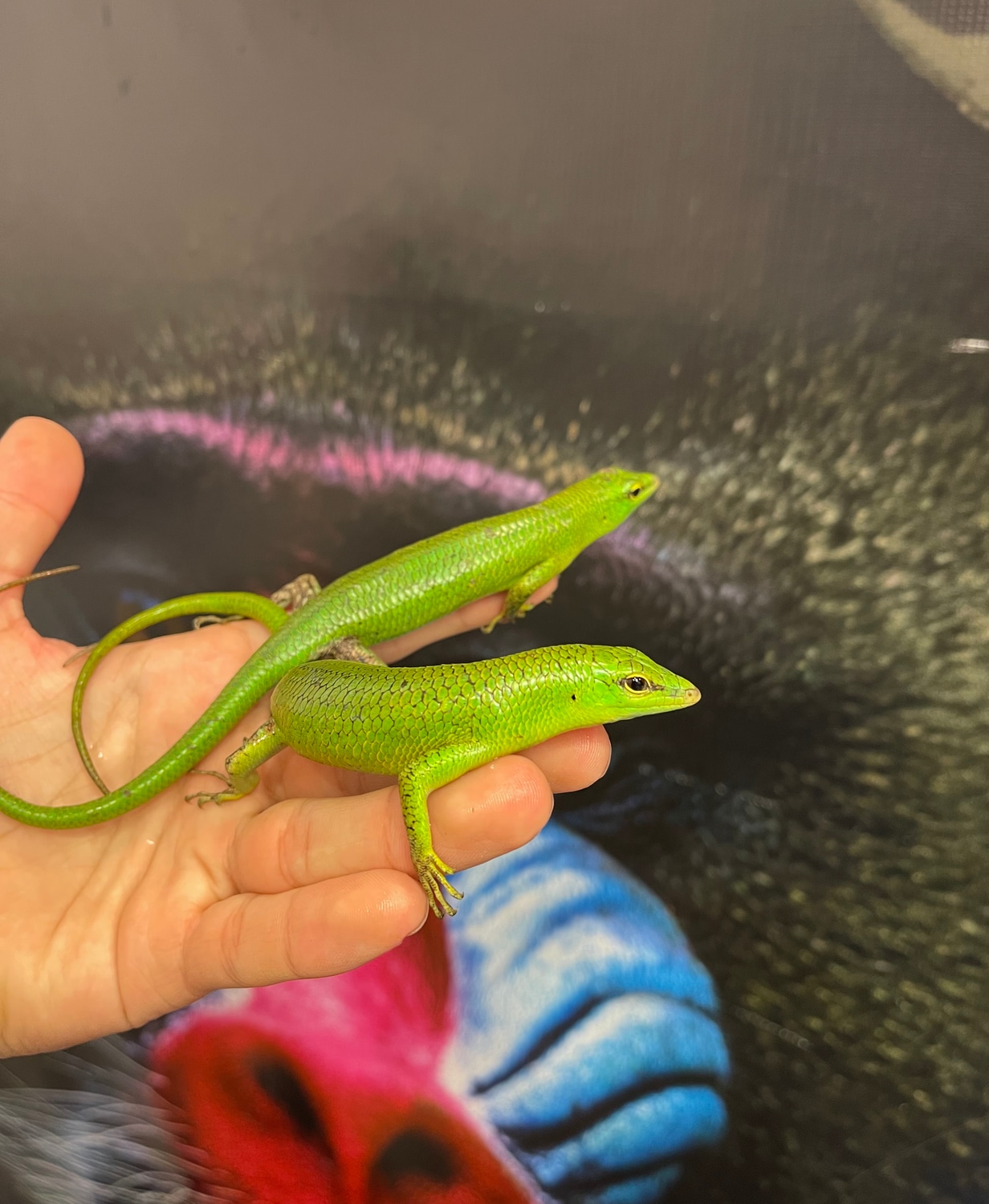 C.B. Baby Emerald Tree Skink - Image 2
