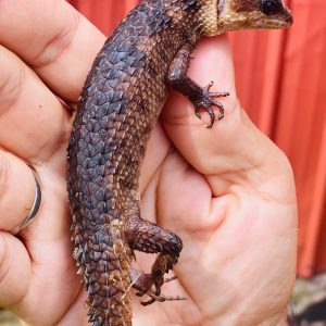 Sulawesi Spiny Water Skink