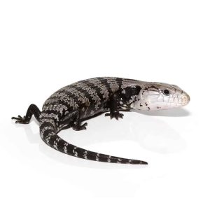 Adult Axanthic Halmahera Blue Tongue Skink