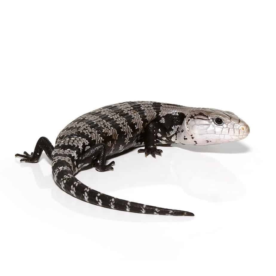 Adult Axanthic Halmahera Blue Tongue Skink