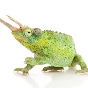 Jackson’s Chameleon