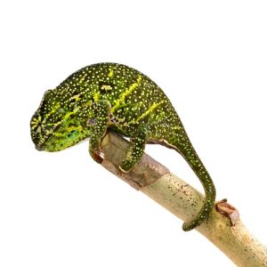 Canopy Chameleon