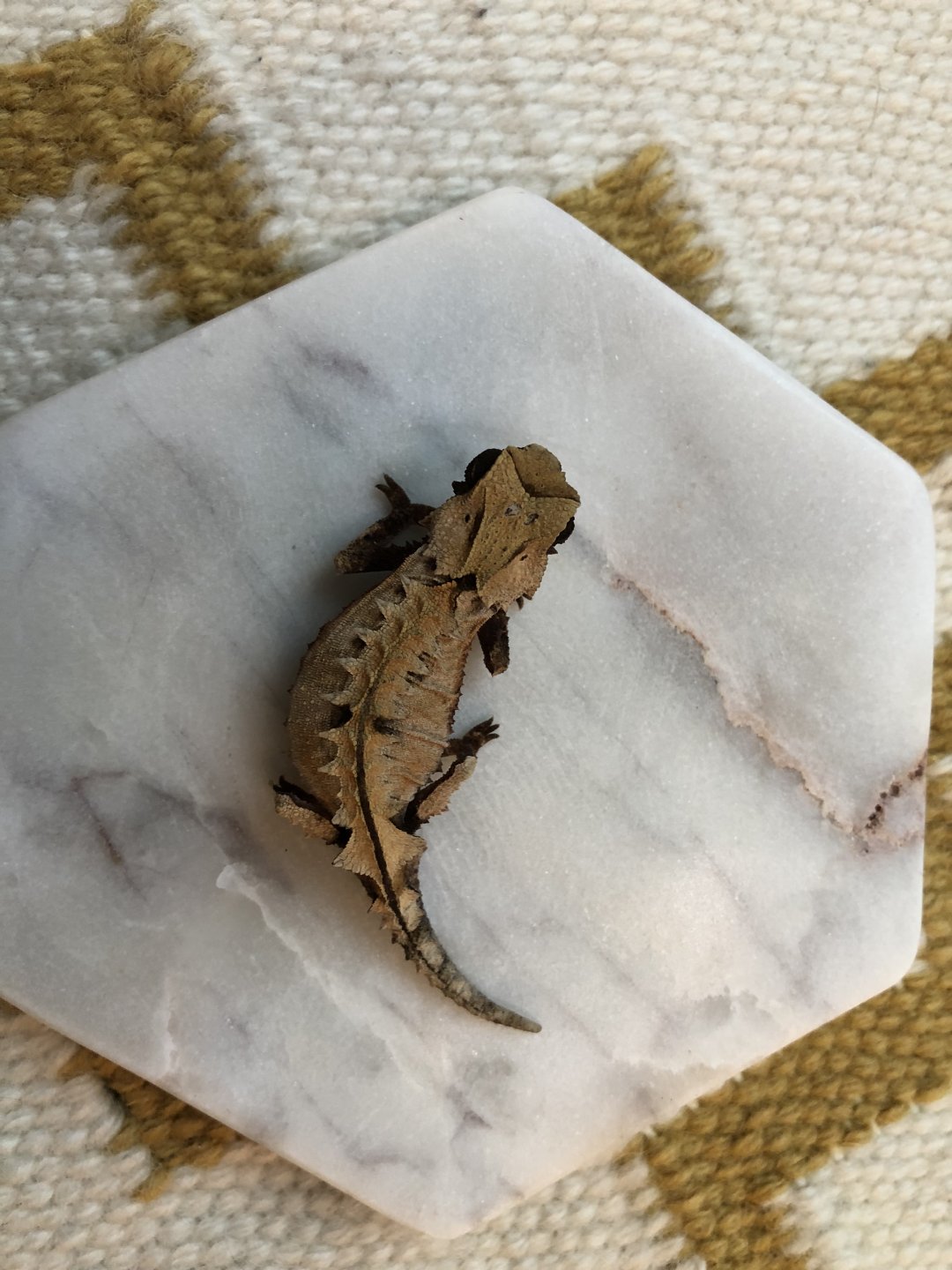 Brookesia brygooi - Image 2