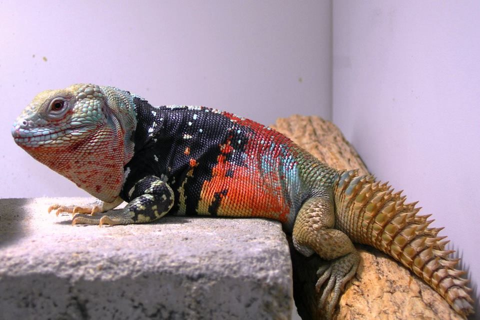 Baby Yucatan Spiny Tail Iguana (Ctenosaura Defensor) - Image 2