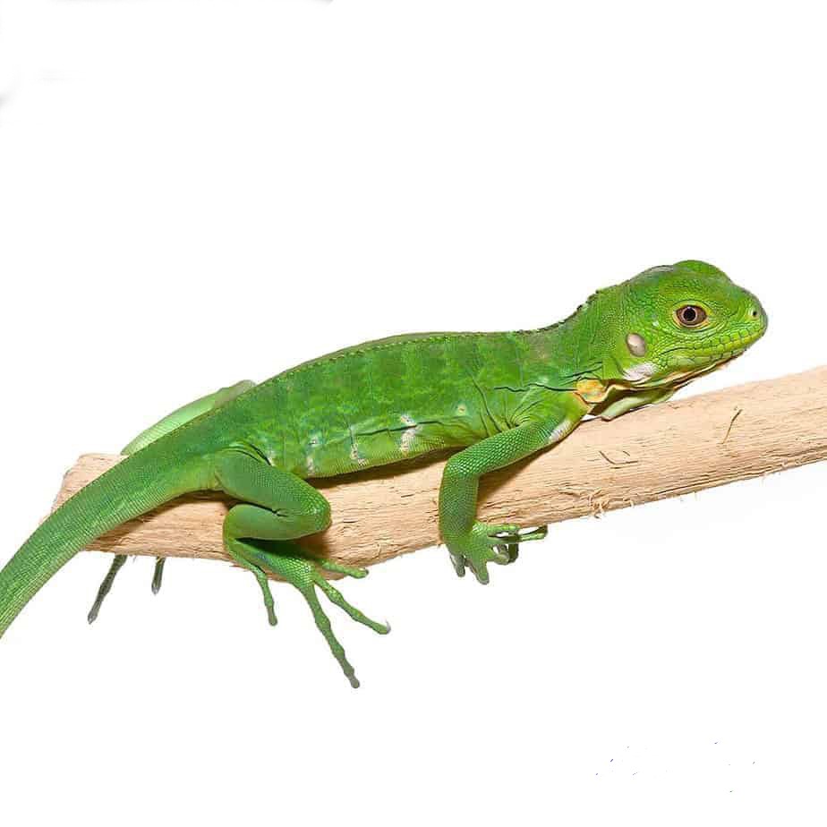 Baby Lesser Antillean Iguana