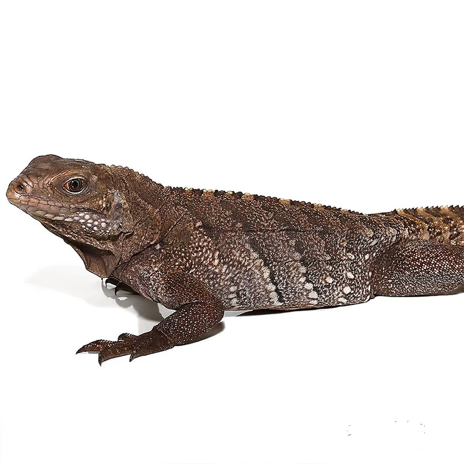 Cayman Brac Iguana - Image 3