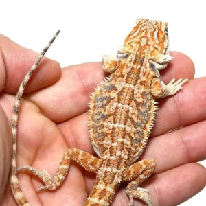Cinnamon Toast Bearded Dragon