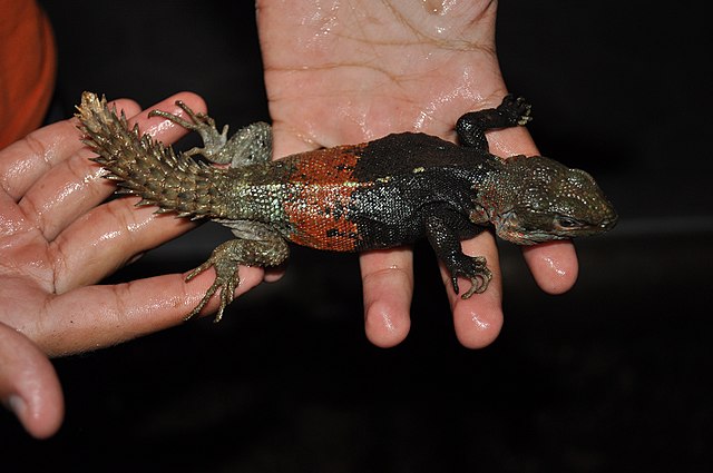 Baby Yucatan Spiny Tail Iguana (Ctenosaura Defensor) - Image 3