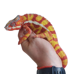 Sambava Panther Chameleon