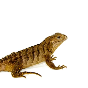 Rock Iguana Baby (Cyclura nubila)