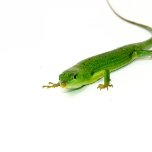 C.B. Baby Emerald Tree Skink