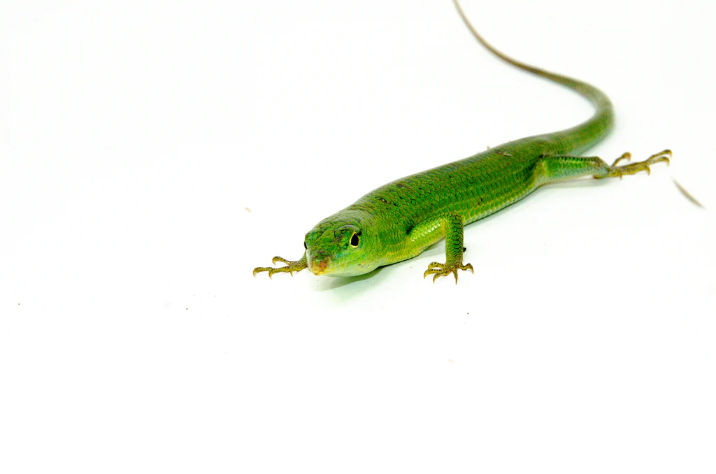 C.B. Baby Emerald Tree Skink