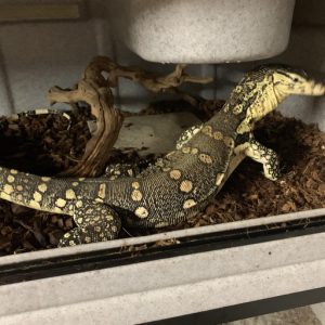 Spiny Neck Monitor