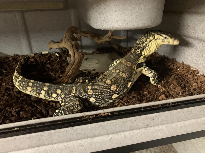 Spiny Neck Monitor