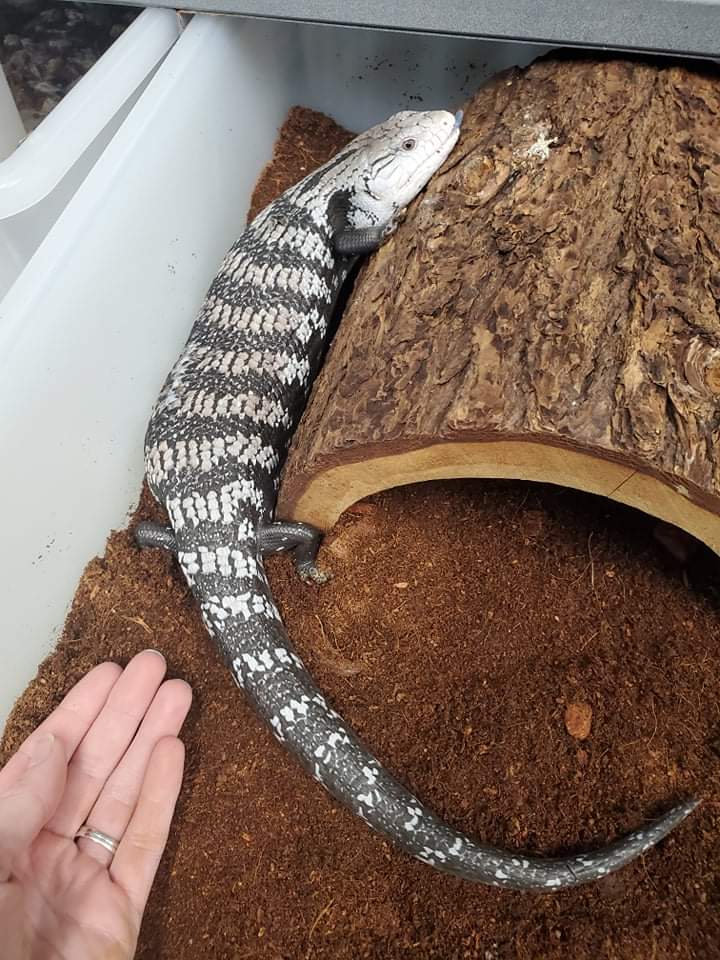Adult Axanthic Halmahera Blue Tongue Skink - Image 6