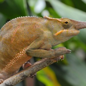 Bifidus Chameleon