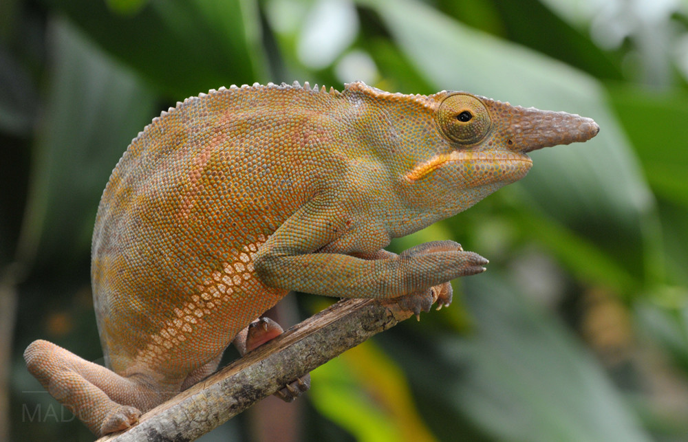 Bifidus Chameleon