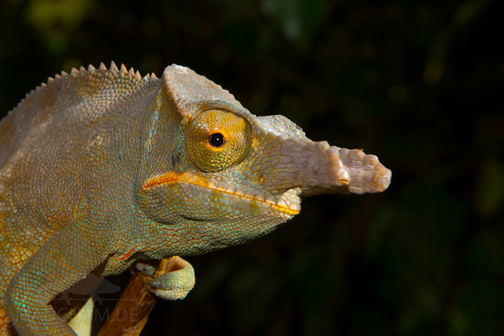 Bifidus Chameleon - Image 2