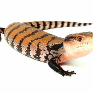 Adult Classic Indonesian Blue Tongue Skink