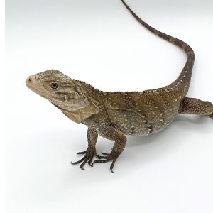 Cuban Rock Iguana Hybrid